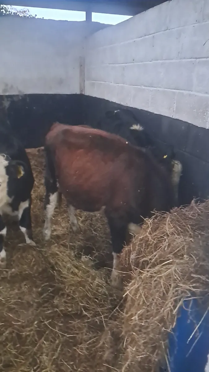 Hereford heifers - Image 4