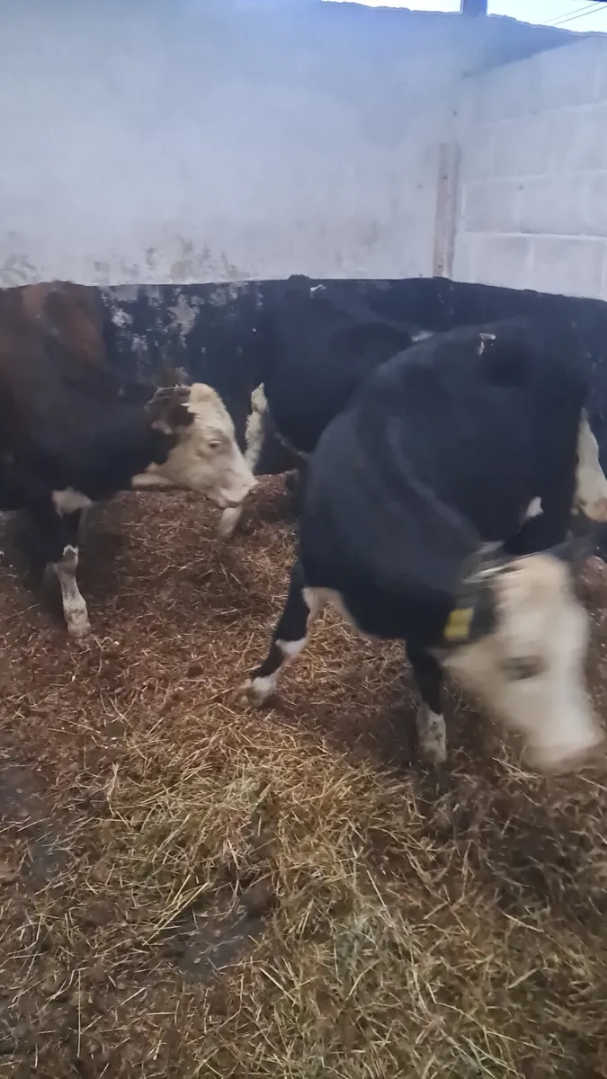 Hereford heifers - Image 2