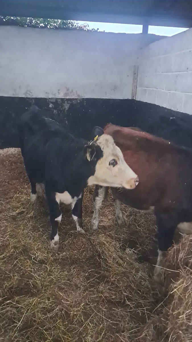 Hereford heifers - Image 3