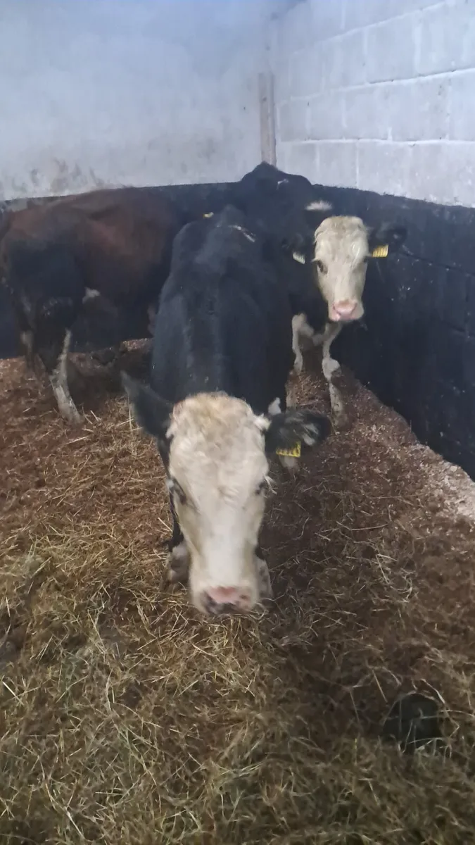 Hereford heifers - Image 1