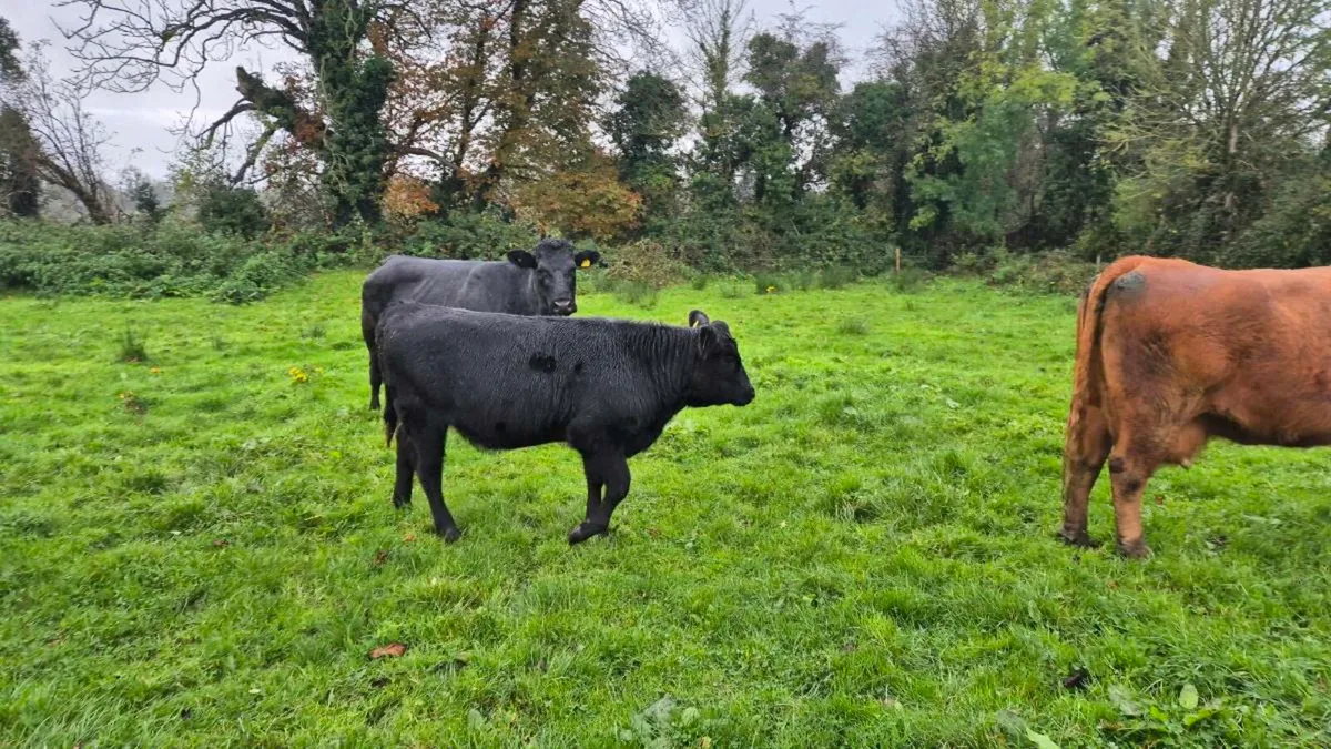 Angus heifer - Image 1