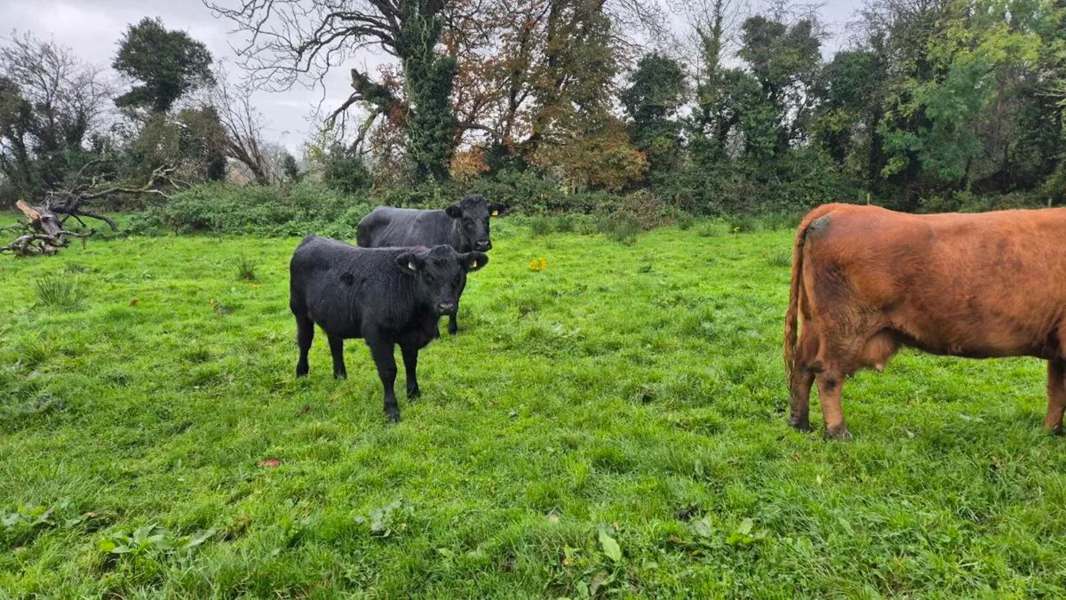 Angus heifer - Image 2