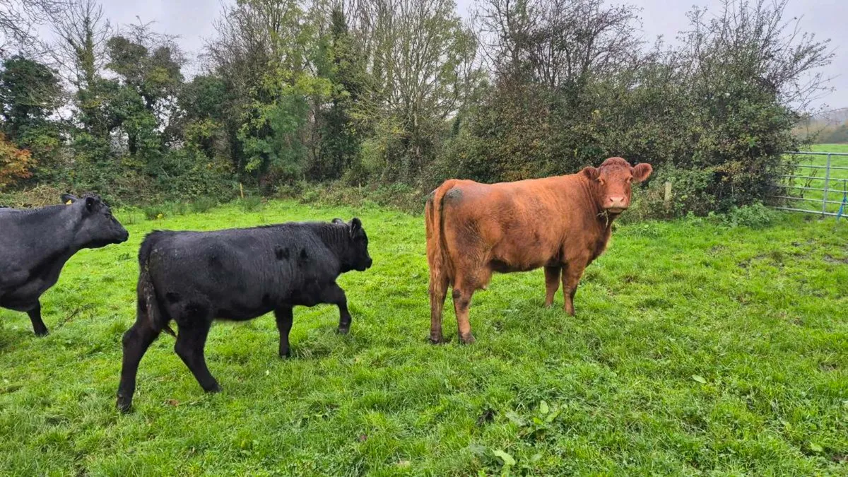 Angus heifer - Image 3