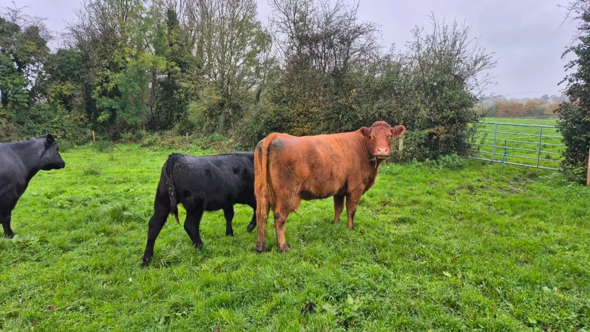 Angus heifer - Image 4