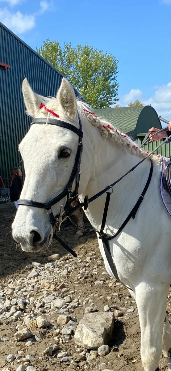 14.2hh grey Connemara mare 2006 - Image 1