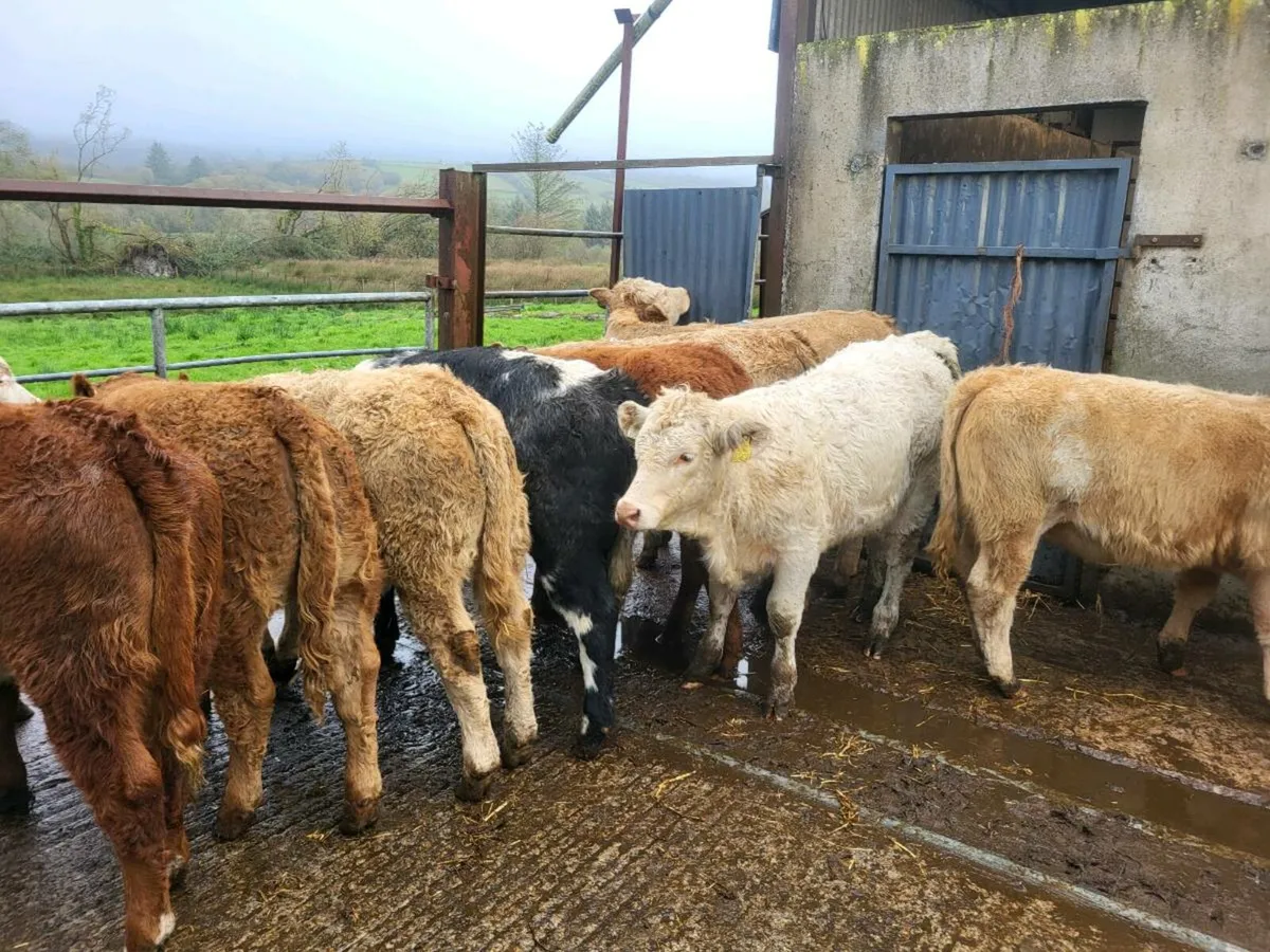 Heifers - Image 1