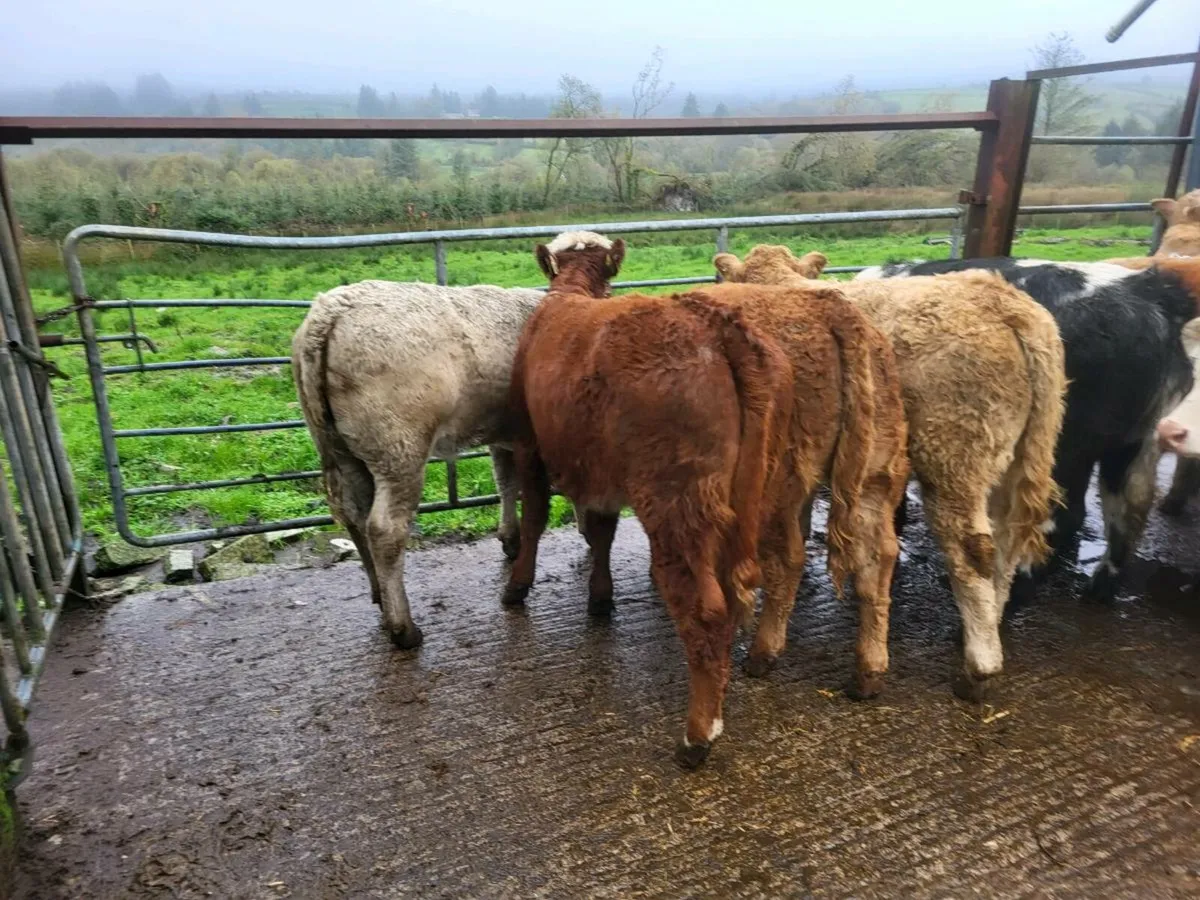 Heifers - Image 2