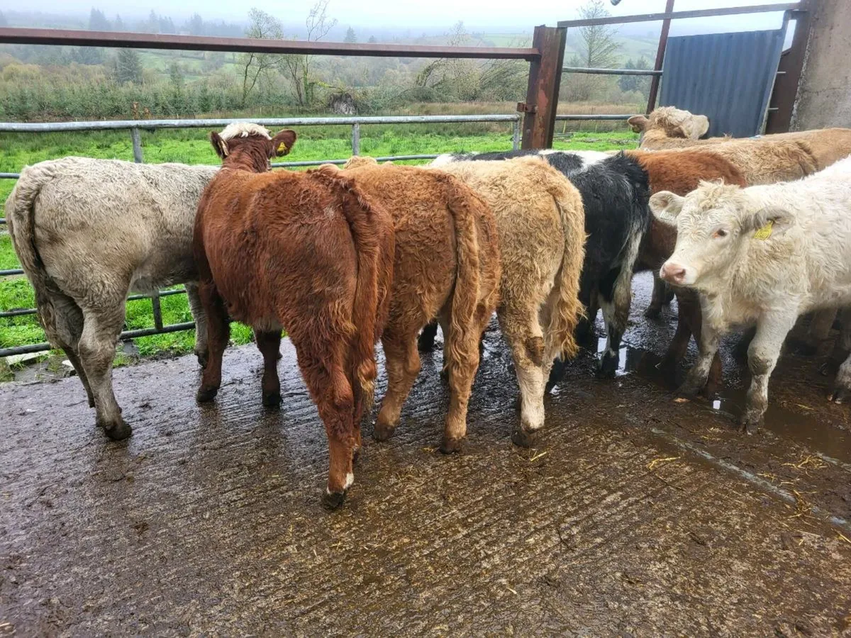 Heifers - Image 4