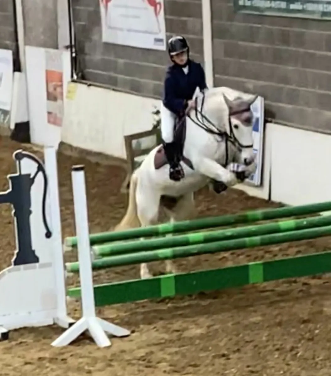 14.2hh grey Connemara mare 2006 - Image 2
