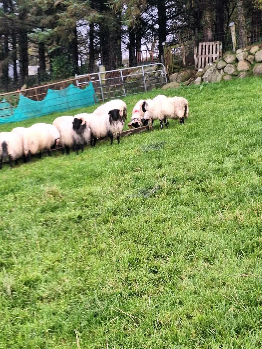 Ram lambs - Image 1
