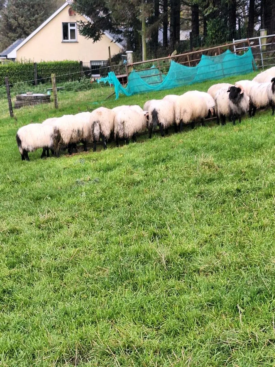 Ram lambs - Image 2