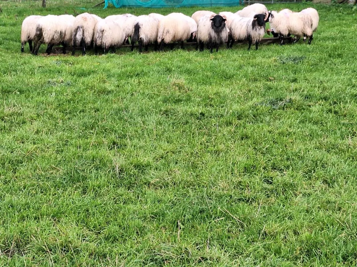 Ram lambs - Image 3