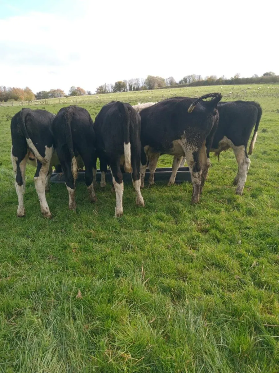 10 smashing british friesian bull weanlings