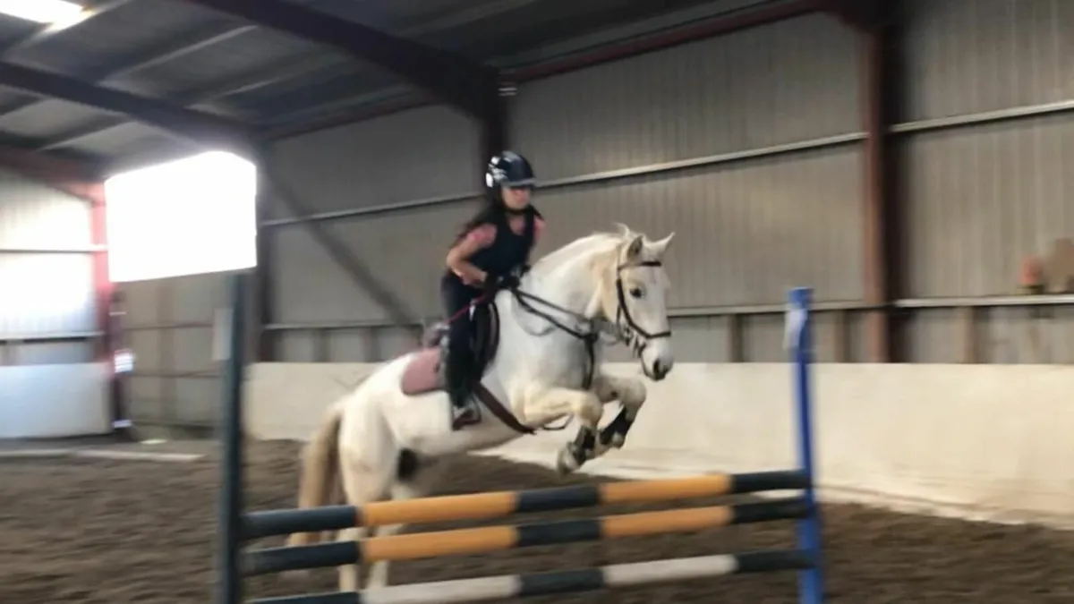 14.2hh grey Connemara mare 2006 - Image 3