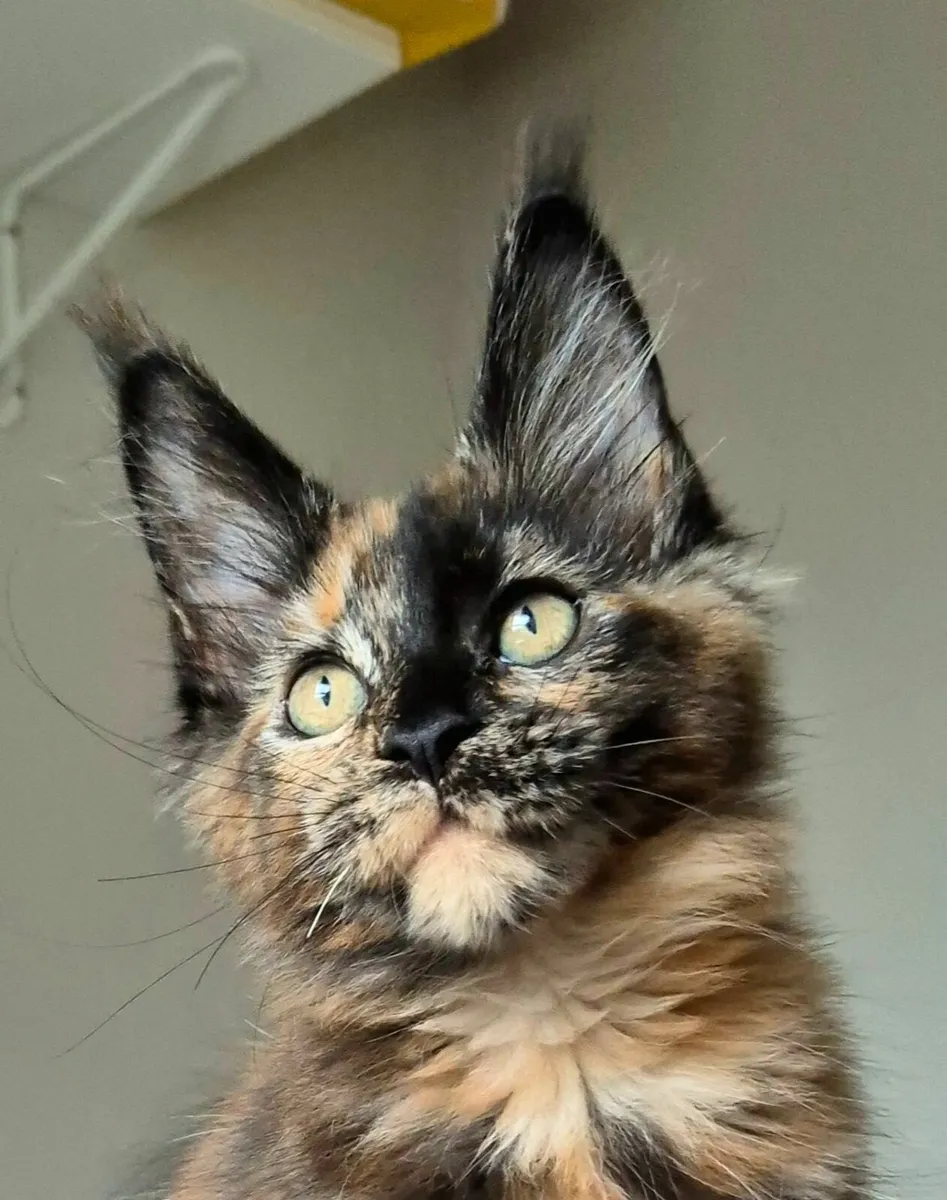 Maine coon kittens gccf reg - Image 1