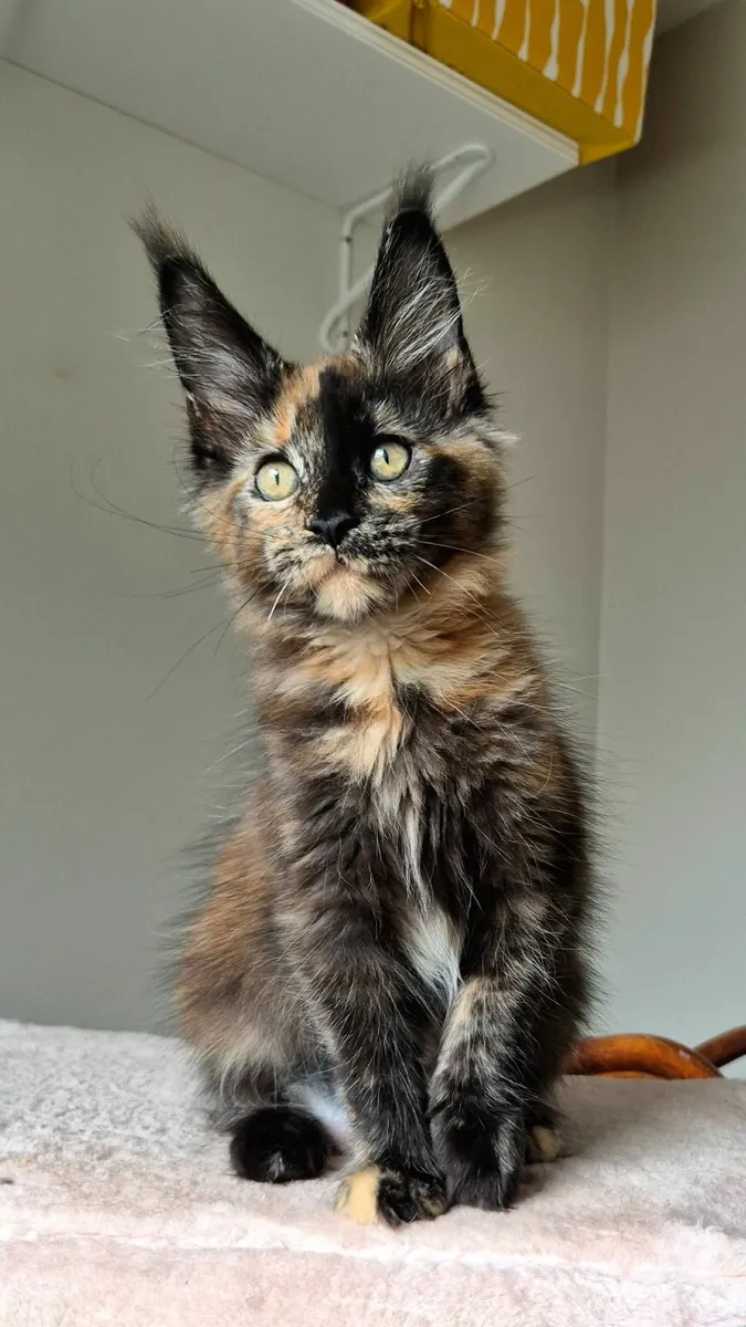 Maine coon kittens gccf reg - Image 2