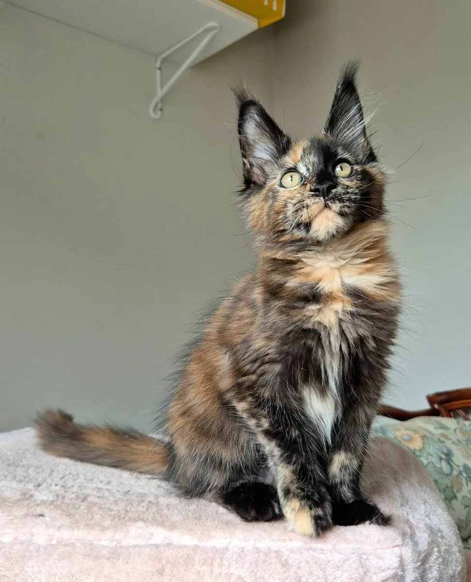 Maine coon kittens gccf reg - Image 3