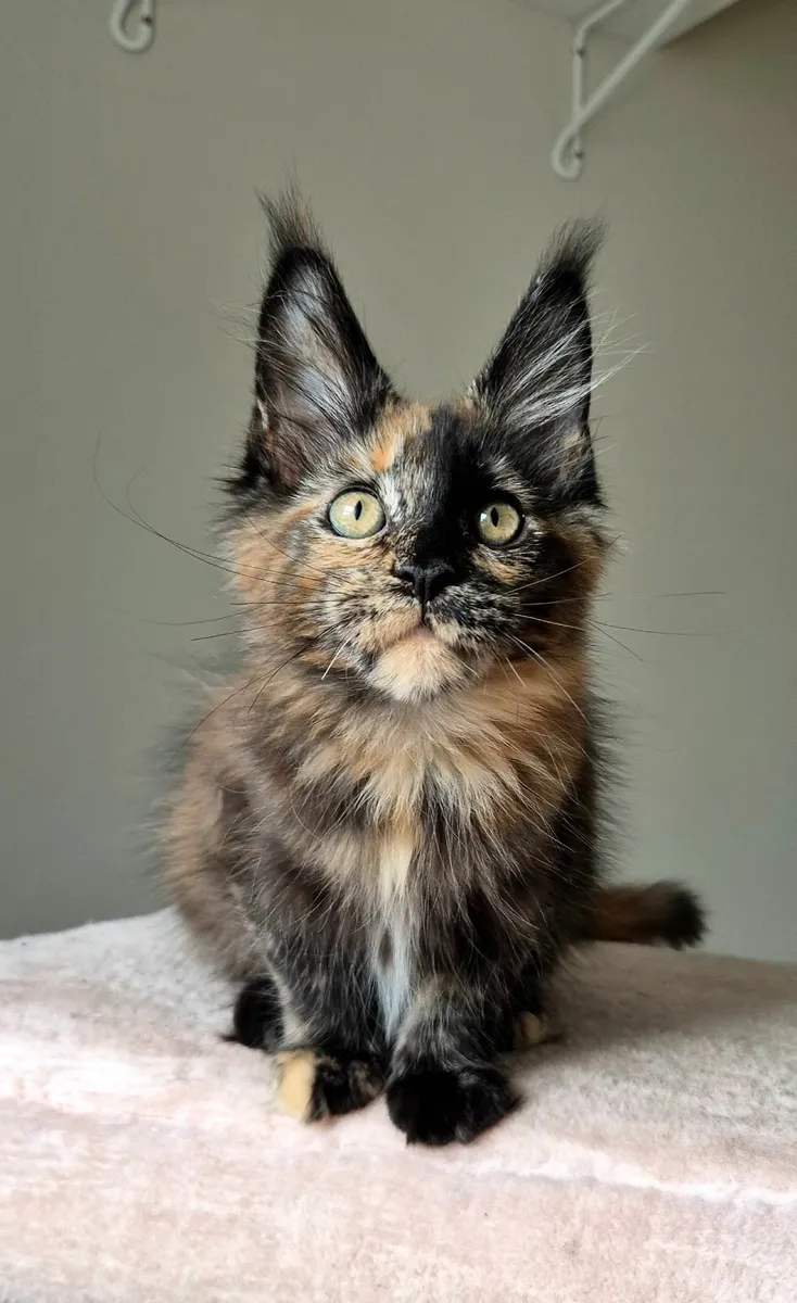 Maine coon kittens gccf reg - Image 4