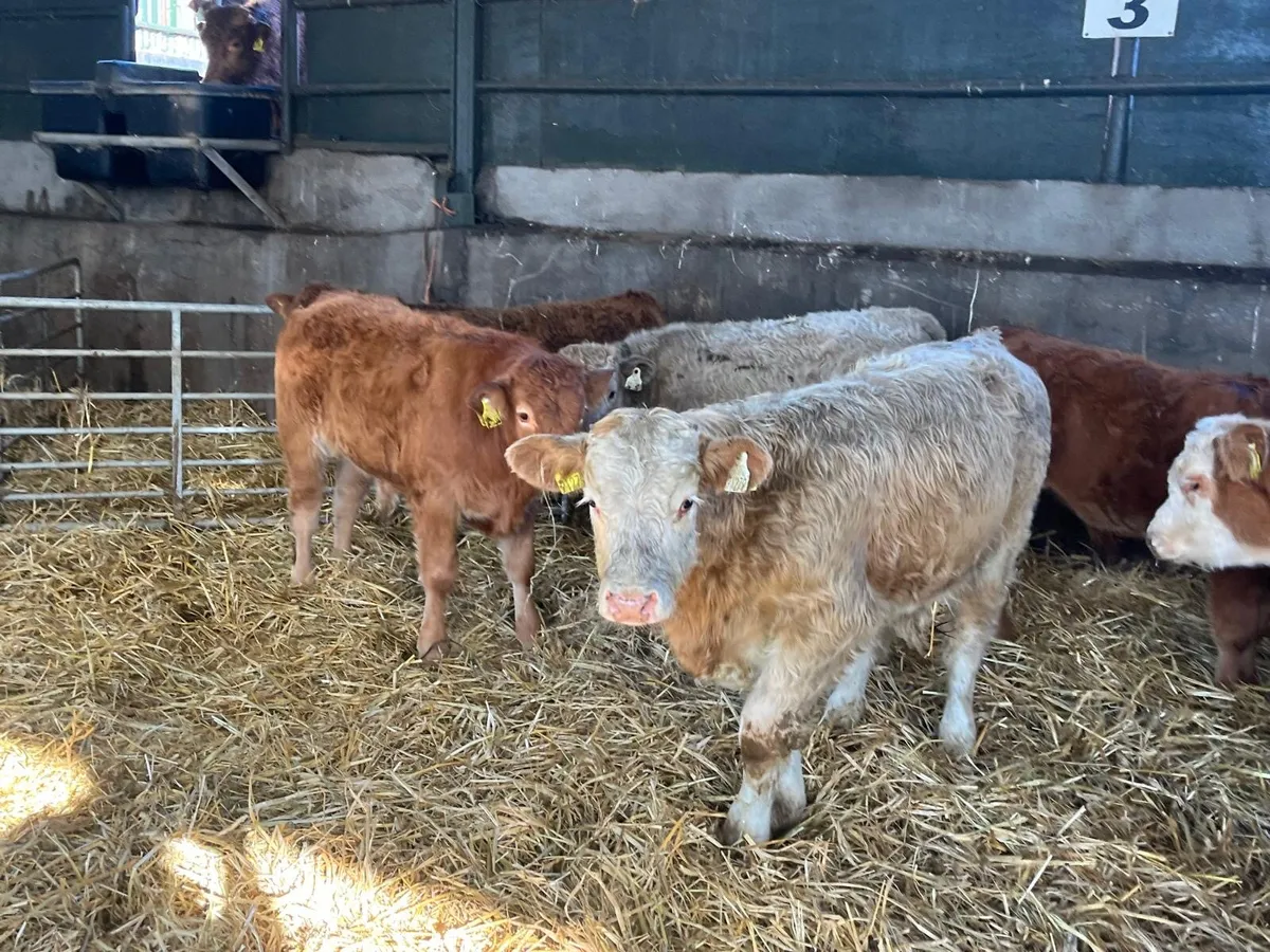 7 super suckler bred continental bulls - Image 1