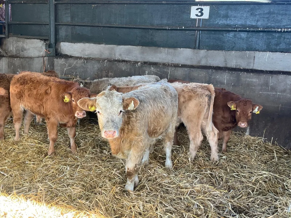 7 super suckler bred continental bulls - Image 2