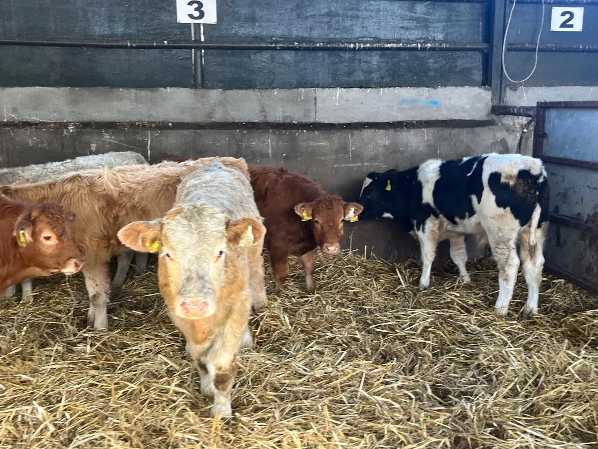 7 super suckler bred continental bulls - Image 3