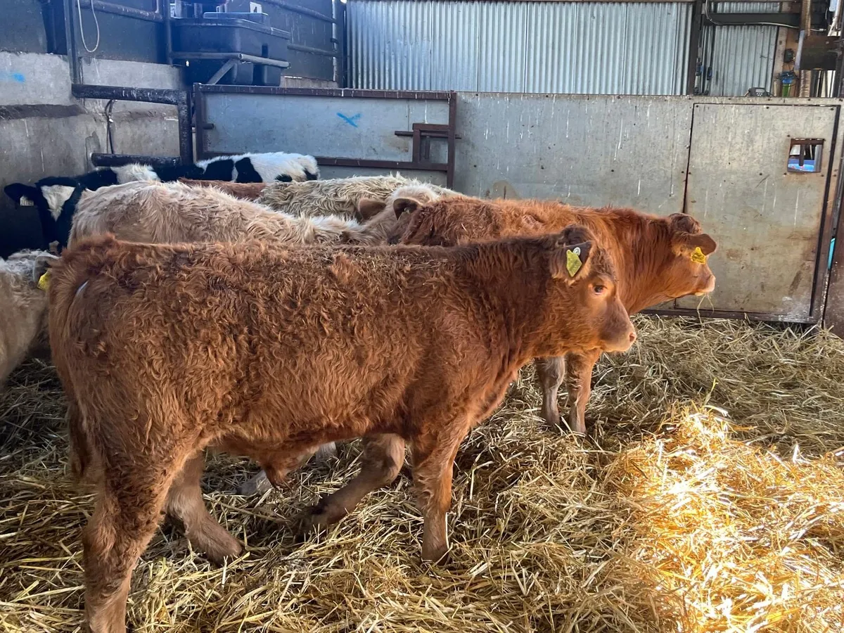 7 super suckler bred continental bulls - Image 4