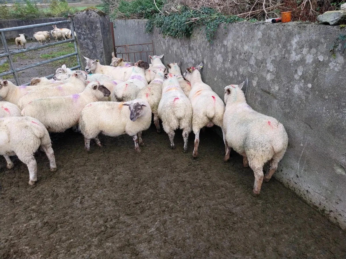 Lambs - Image 2