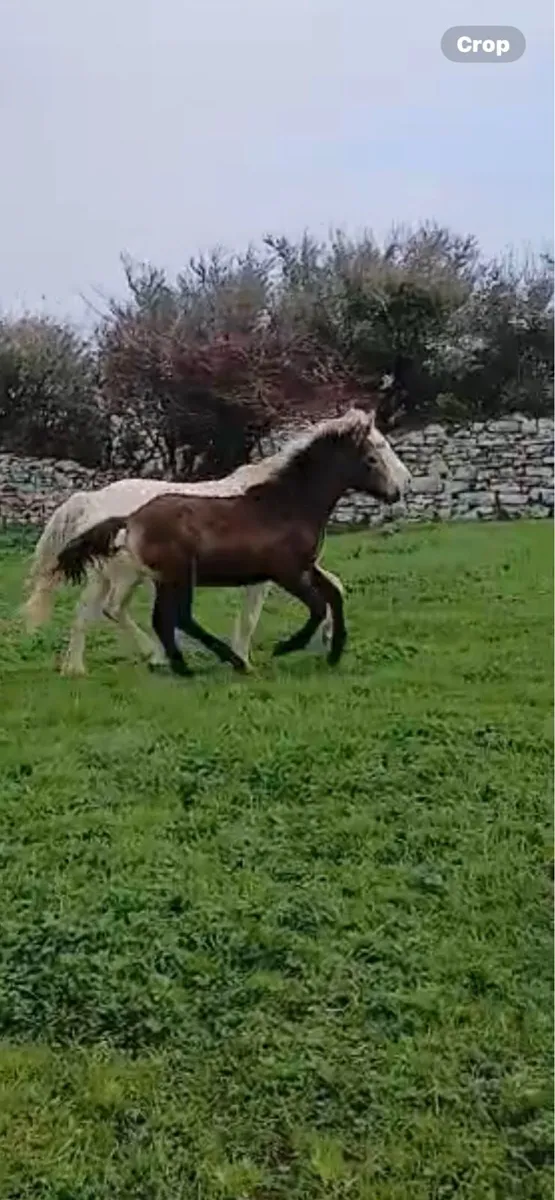Connemara foal clifden - Image 3
