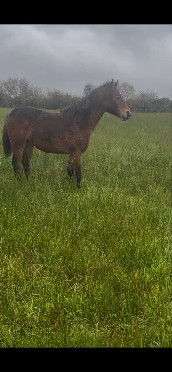 Connemara foal clifden - Image 4