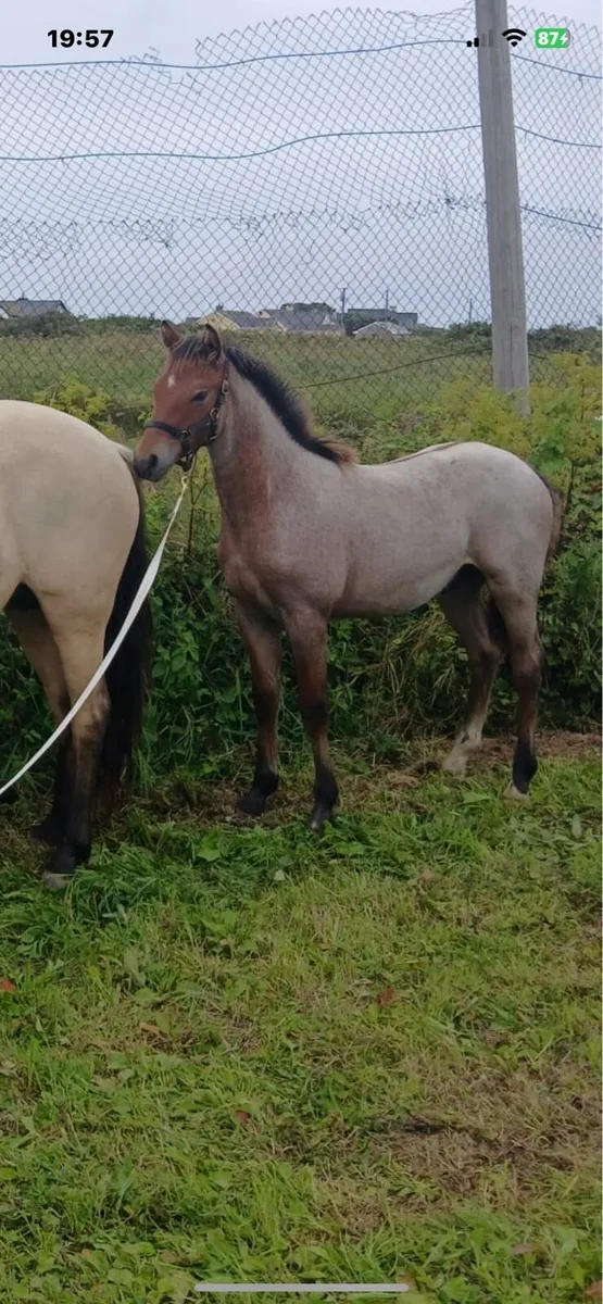 Connemara foal clifden - Image 2