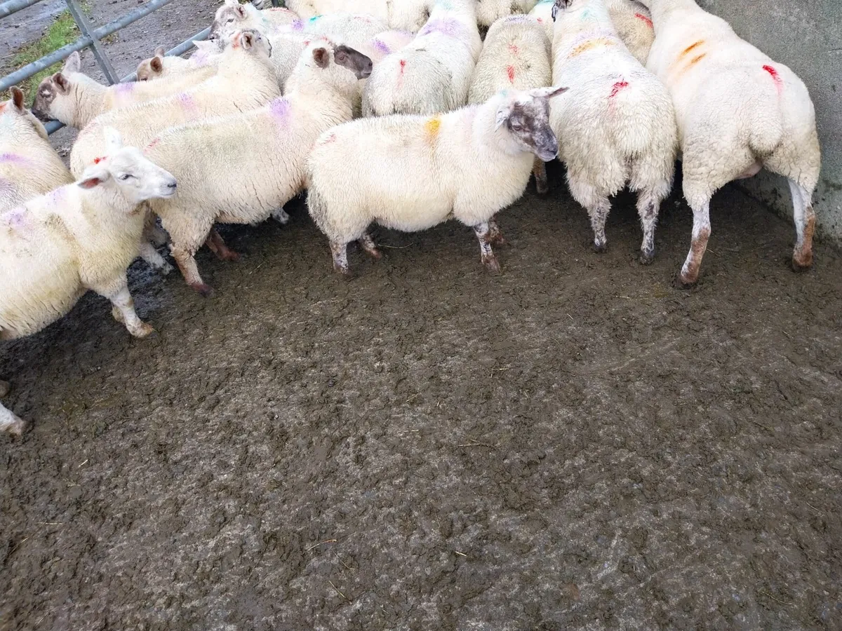 Lambs - Image 4