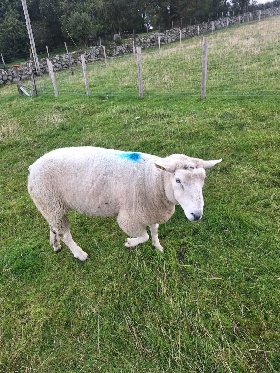 Pure bred Galway ram - Image 1