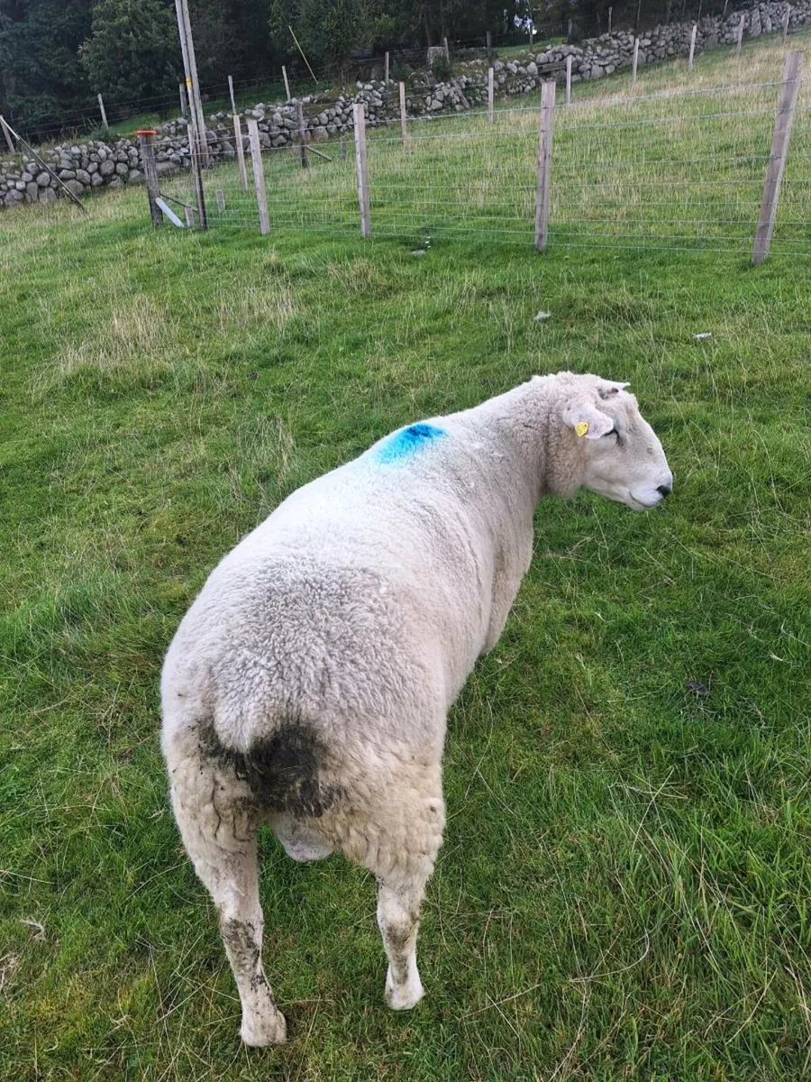 Pure bred Galway ram - Image 2