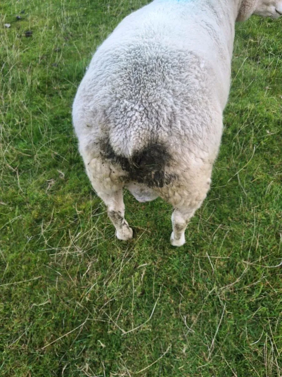 Pure bred Galway ram - Image 3