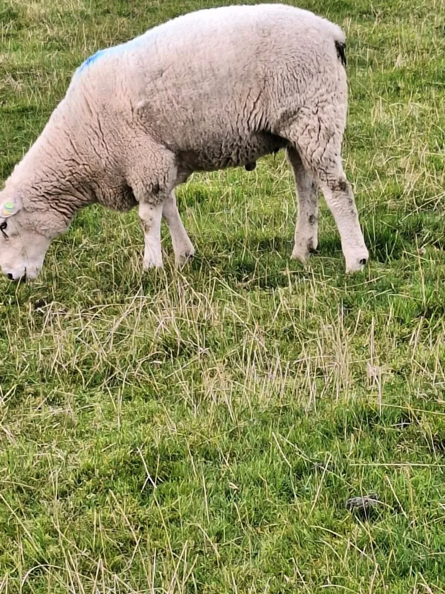 Pure bred Galway ram - Image 4