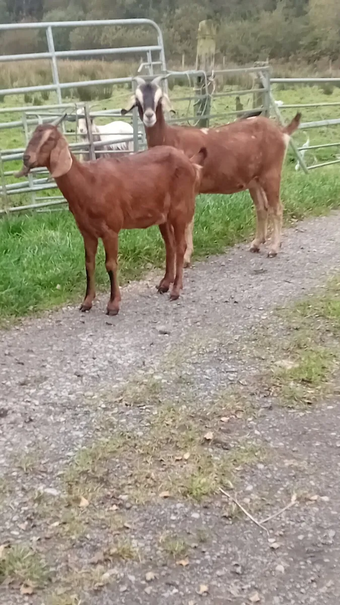 Goats