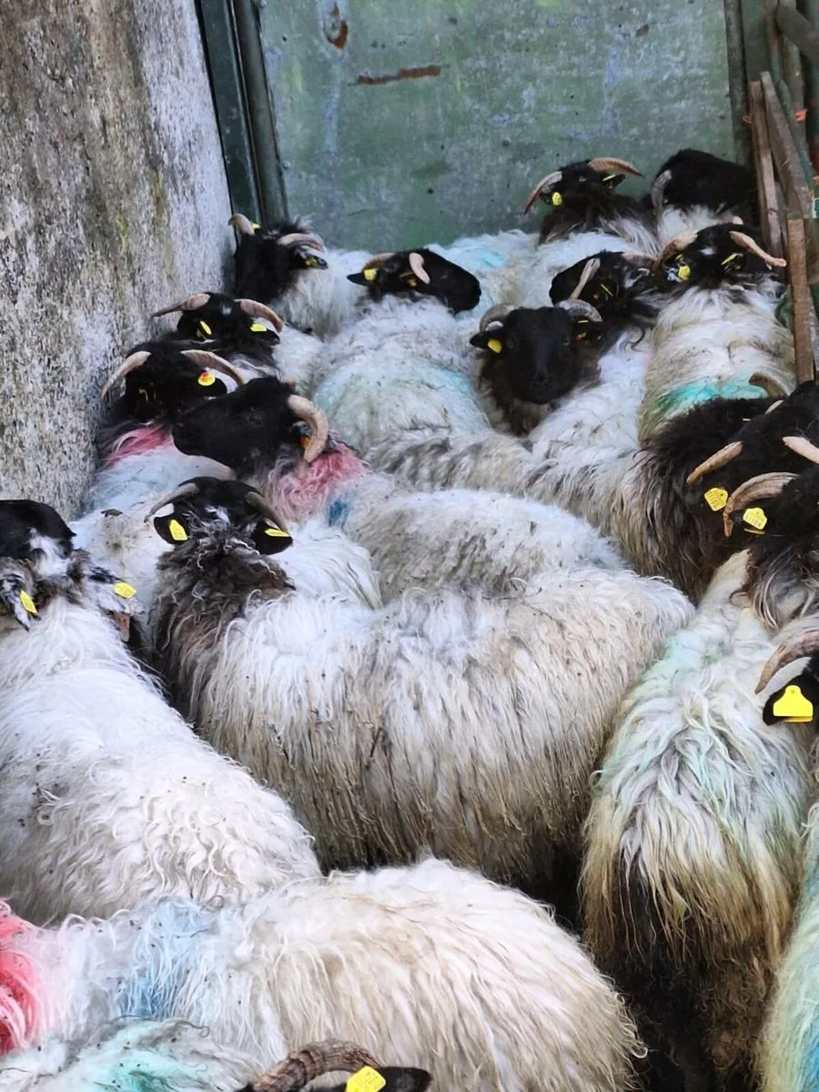 Mountain ewe lambs - Image 1