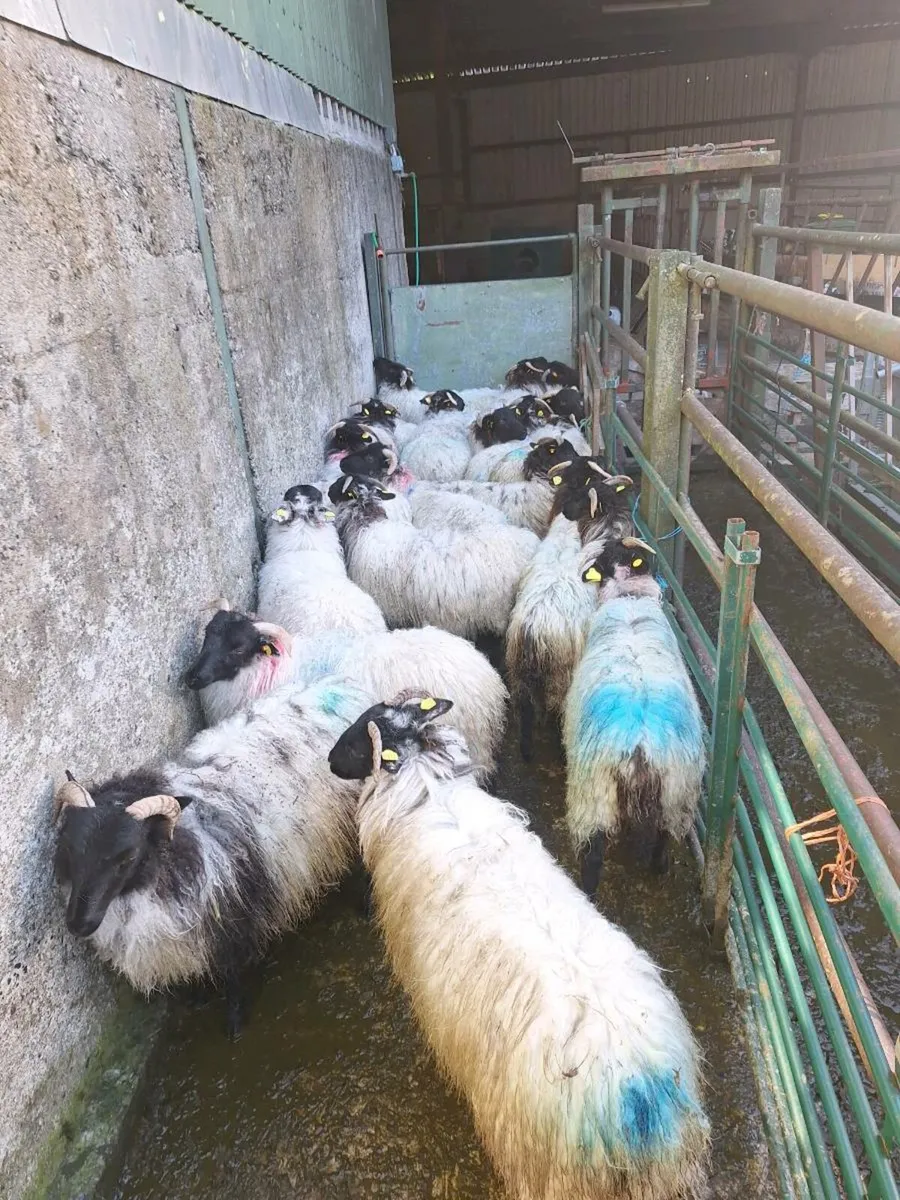 Mountain ewe lambs - Image 2