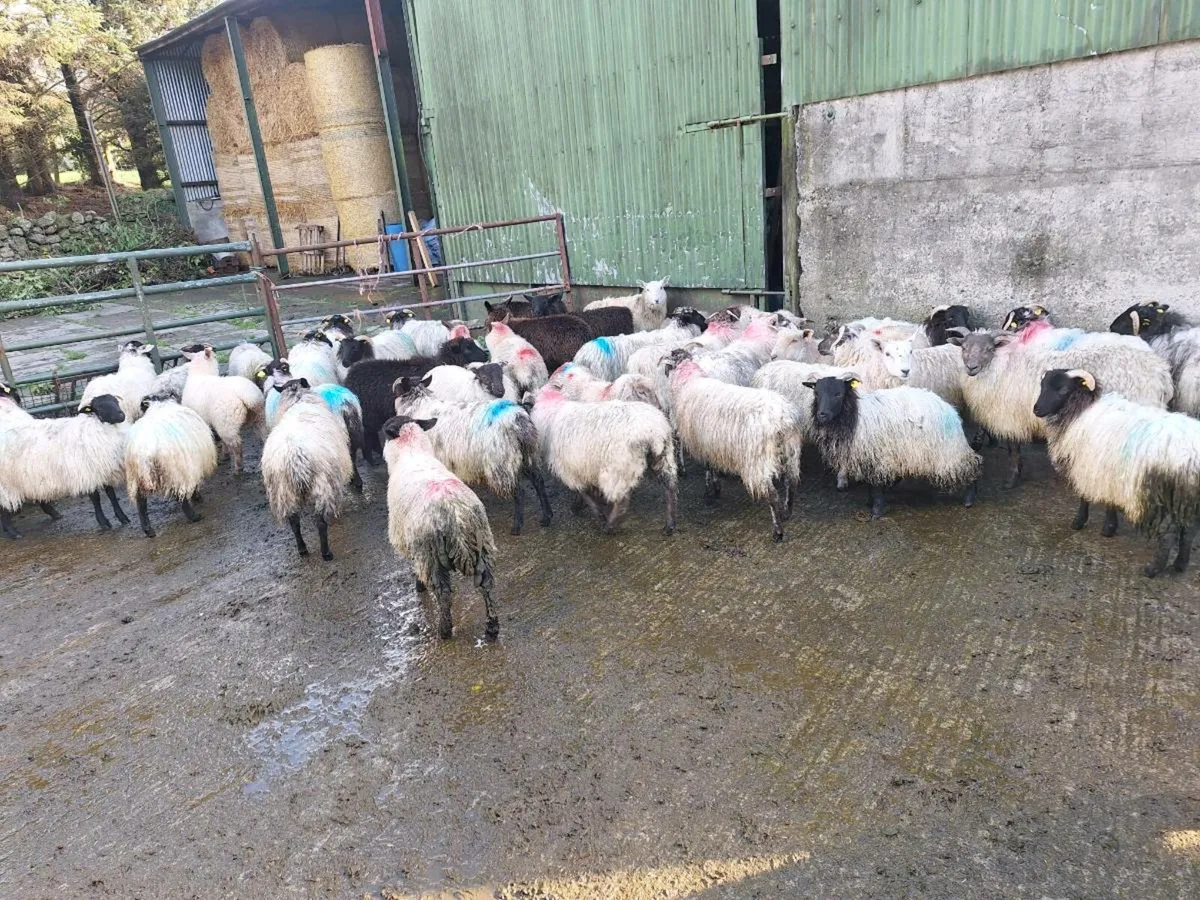 Mountain ewe lambs - Image 3