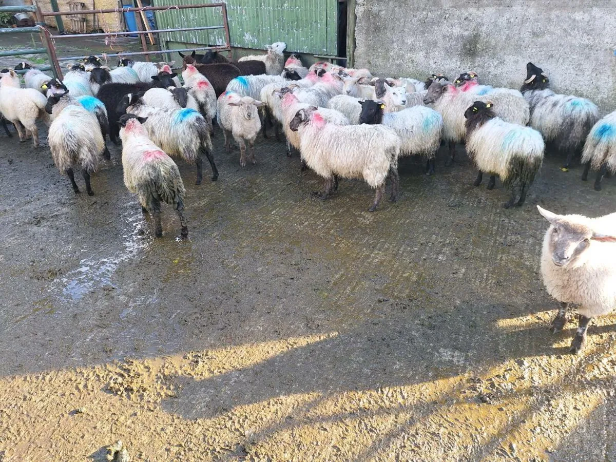Mountain ewe lambs - Image 4