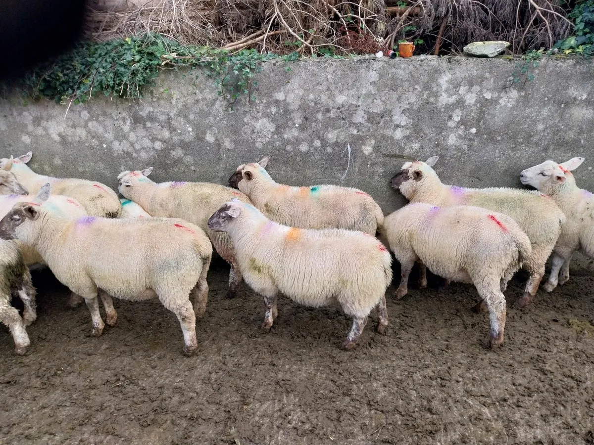 Lambs - Image 1