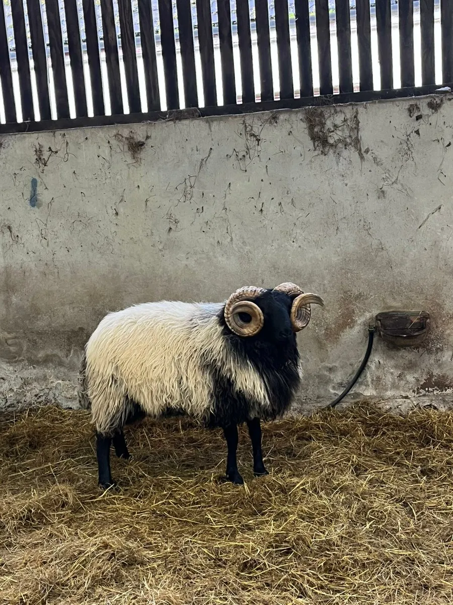 SIS 2nd year conversion mountain ram hoggets - Image 1