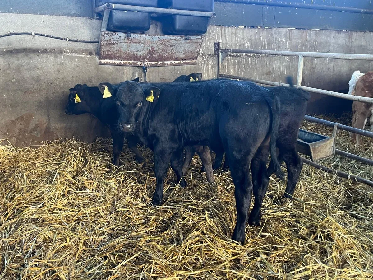 4 super  Angus bull runners - Image 1