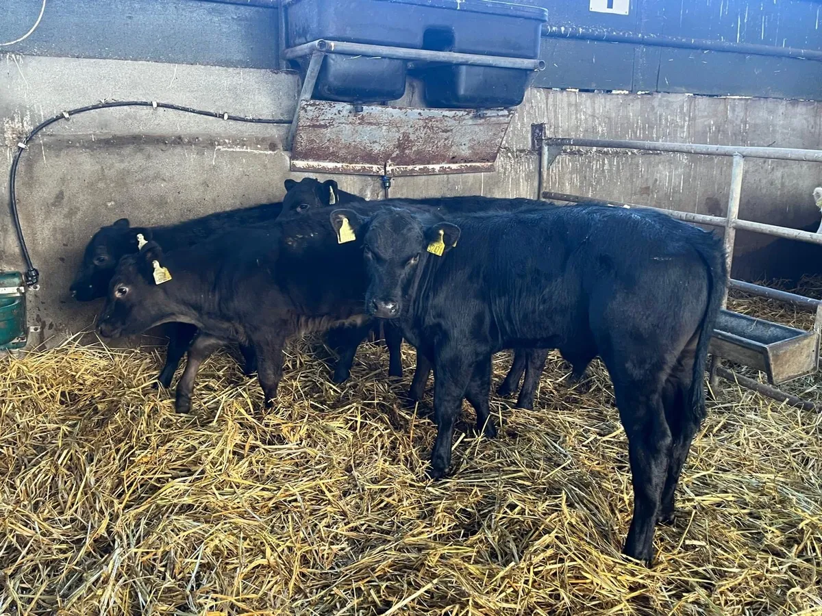 4 super  Angus bull runners - Image 2