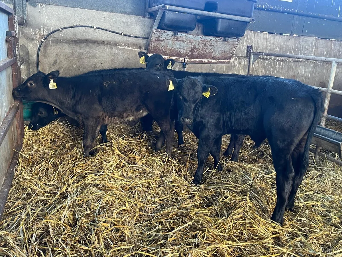 4 super  Angus bull runners - Image 3