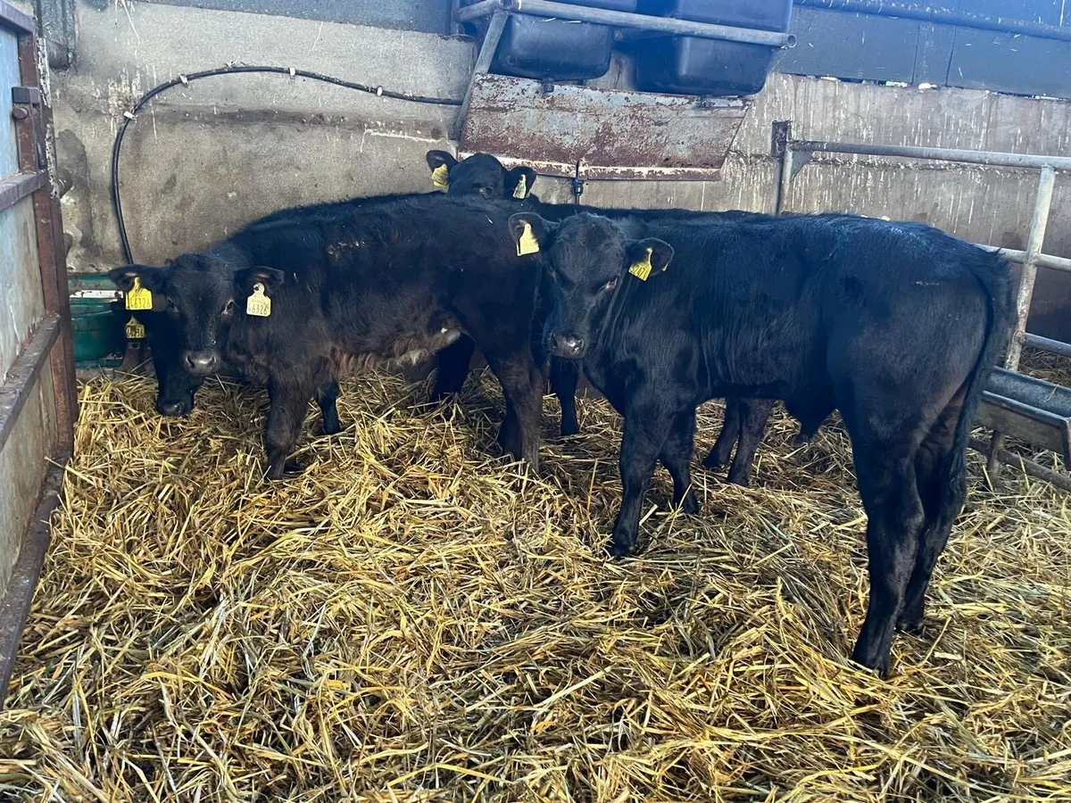 4 super  Angus bull runners - Image 4
