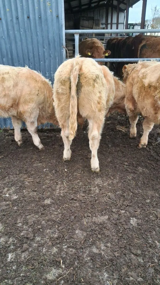 5 organic golden ch bullocks - Image 2