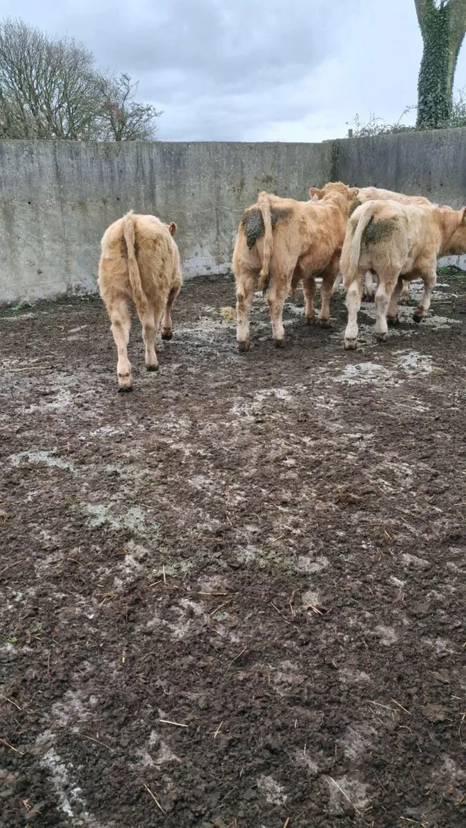 5 organic golden ch bullocks - Image 3