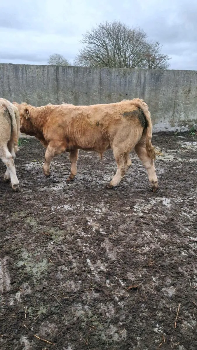 5 organic golden ch bullocks - Image 1