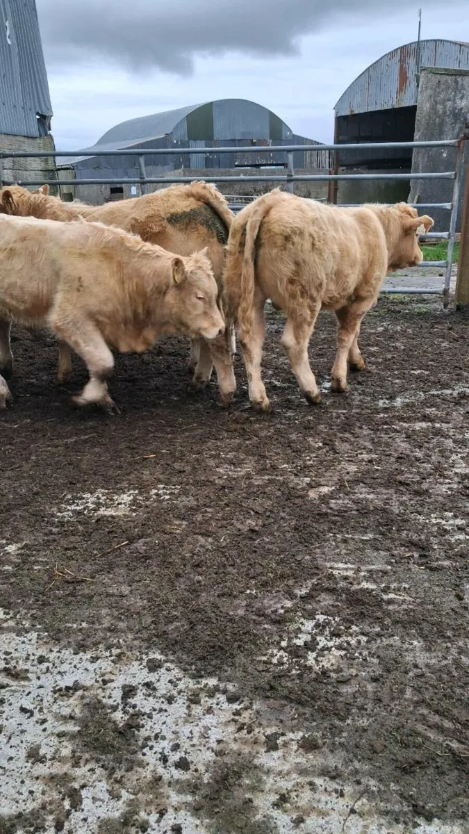 5 organic golden ch bullocks - Image 4